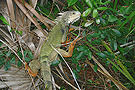 Leguan